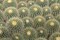 Arizona, Tucson Cactus at Bachs Cactus Nursery by Don Paulson - Item # VARPDXUS03BJA0137